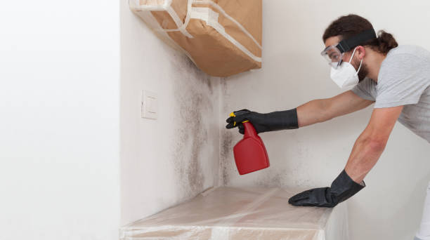 Professional Mold Removal technician working in Seguin, TX